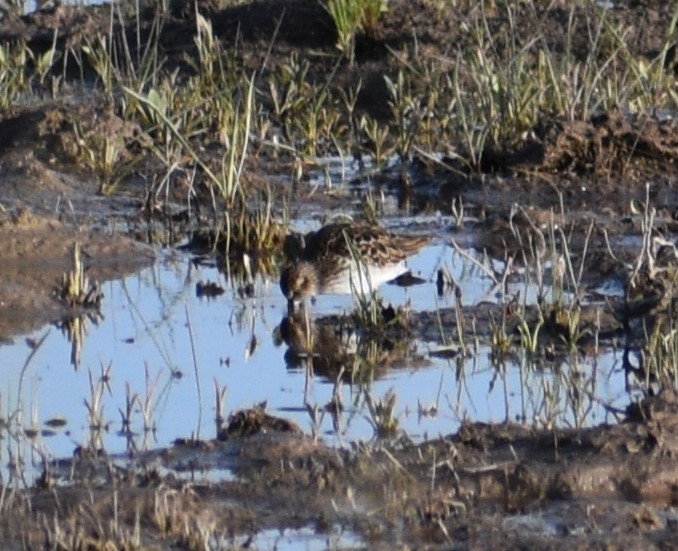 pygmésnipe - ML575122171