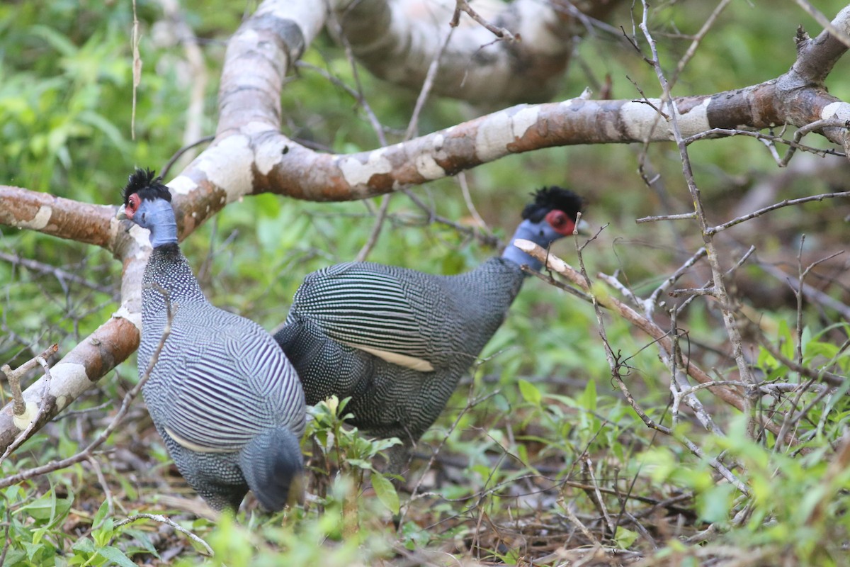 Eastern Crested Guineafowl - ML575122521