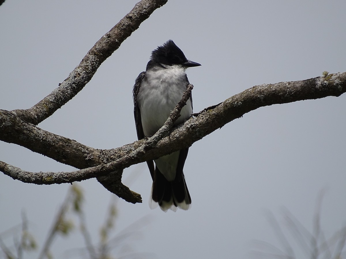 Eastern Kingbird - ML575123531