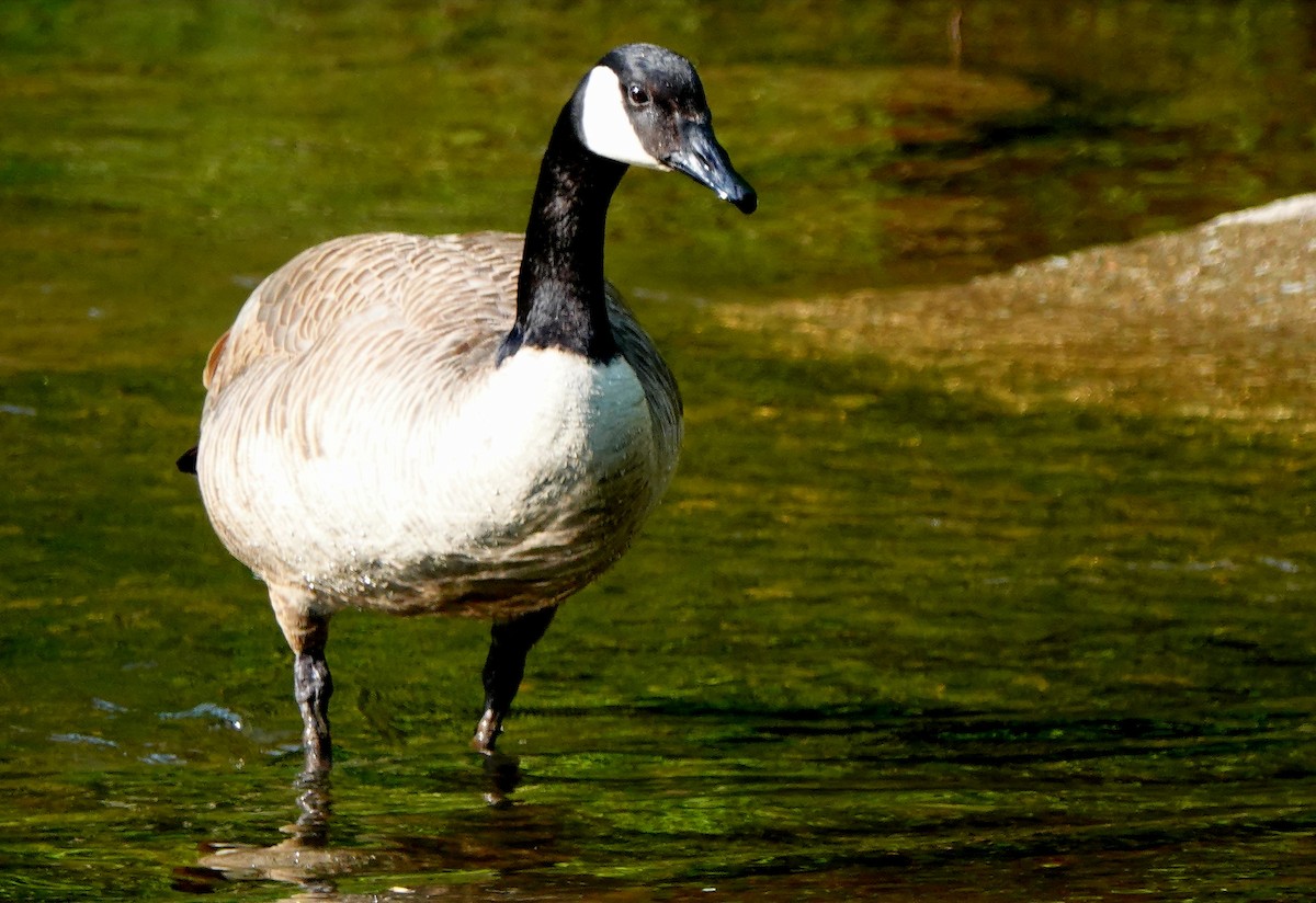 Canada Goose - kathryn clark
