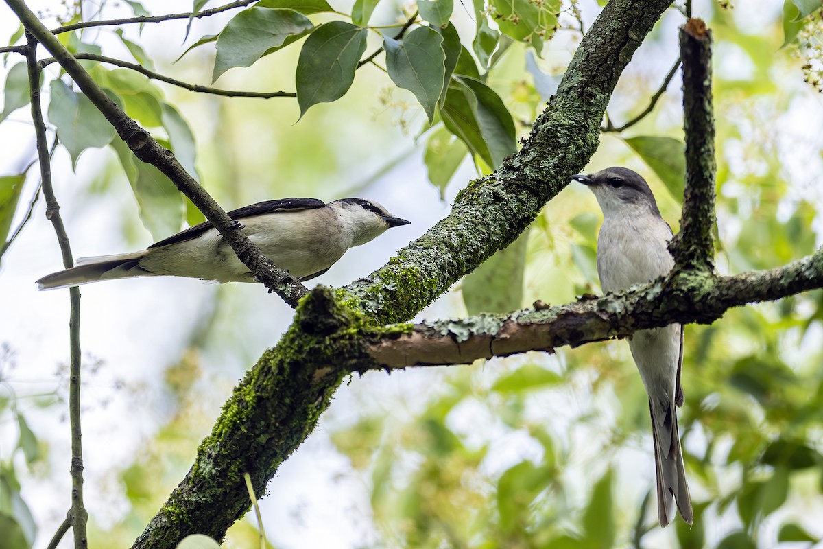 Brown-rumped Minivet - Su Li