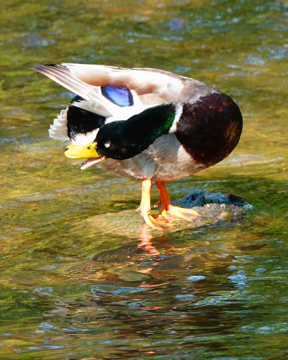 Canard colvert - ML575123971