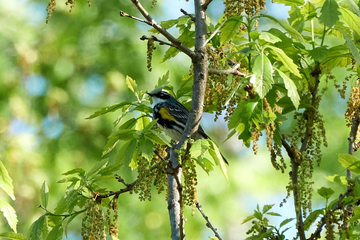 Yellow-rumped Warbler (Myrtle) - Jay Dia