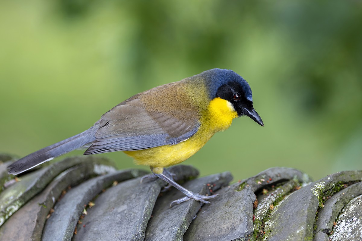 Blue-crowned Laughingthrush - Su Li