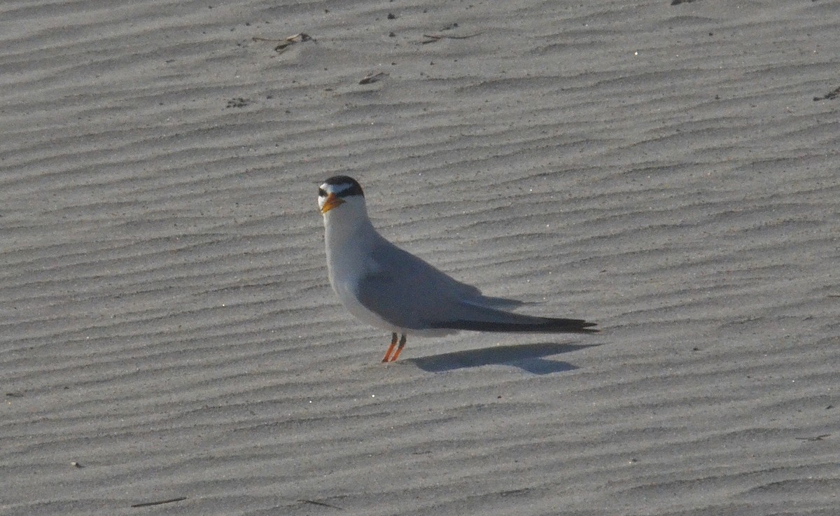 Least Tern - ML57512461