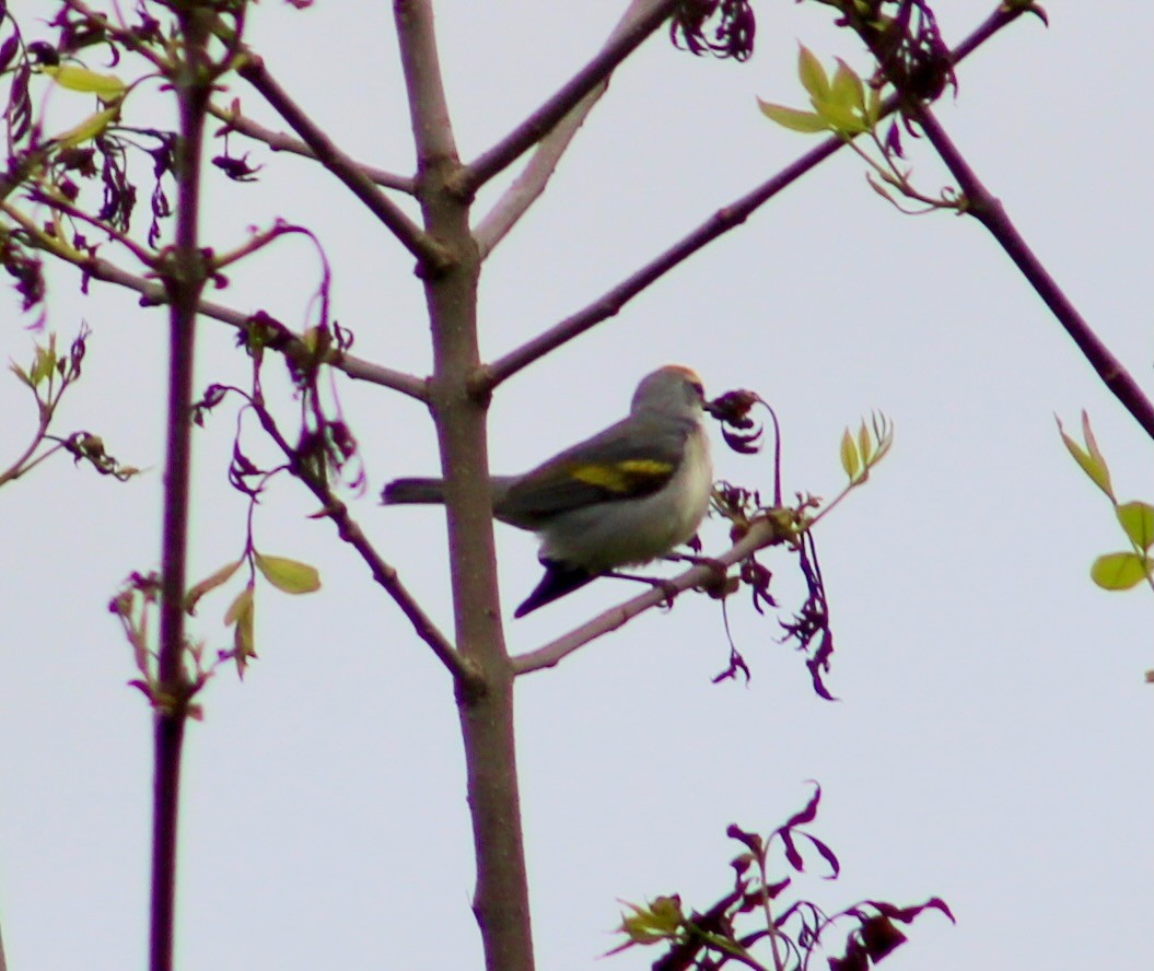 gullvingeparula x blåvingeparula (F1 hybrid) - ML575124661