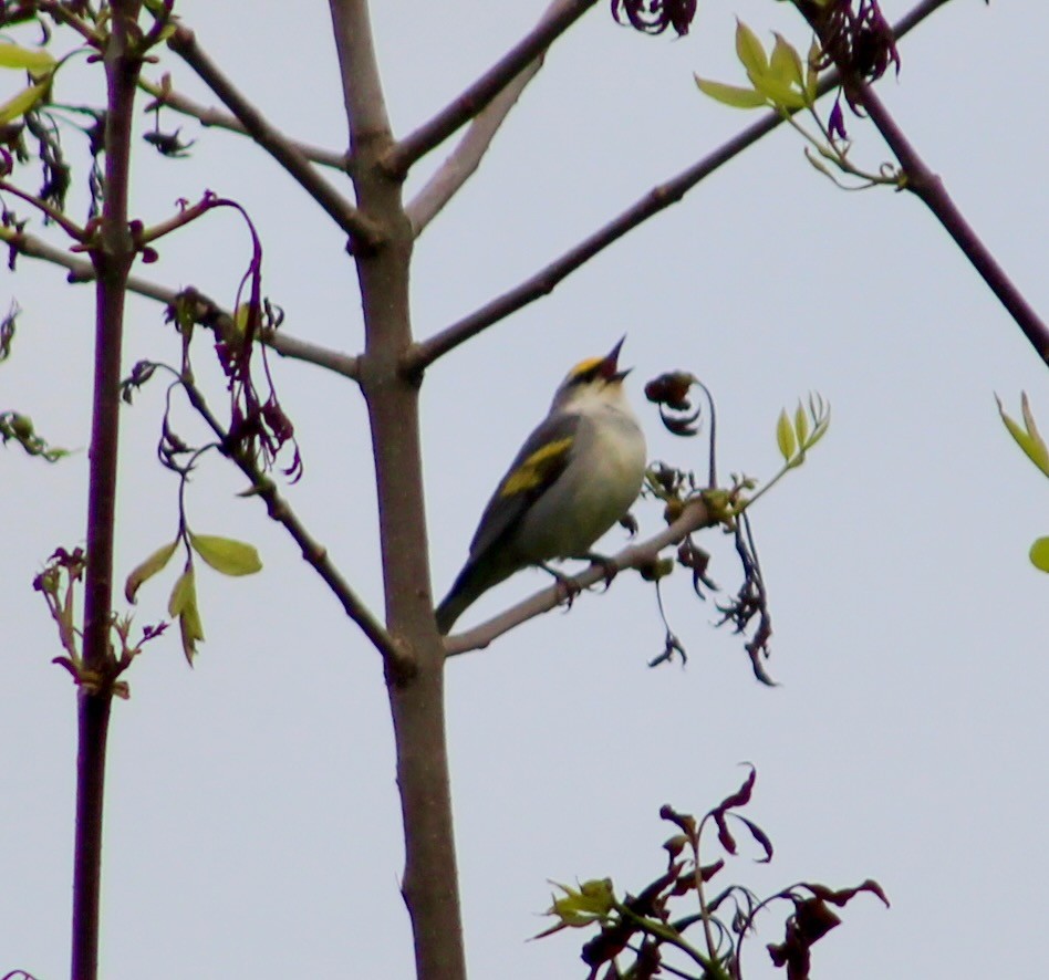 gullvingeparula x blåvingeparula (F1 hybrid) - ML575124671