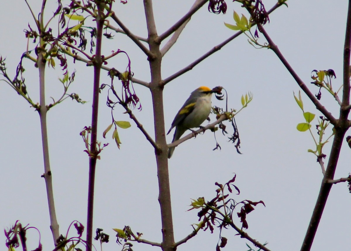 gullvingeparula x blåvingeparula (F1 hybrid) - ML575124681