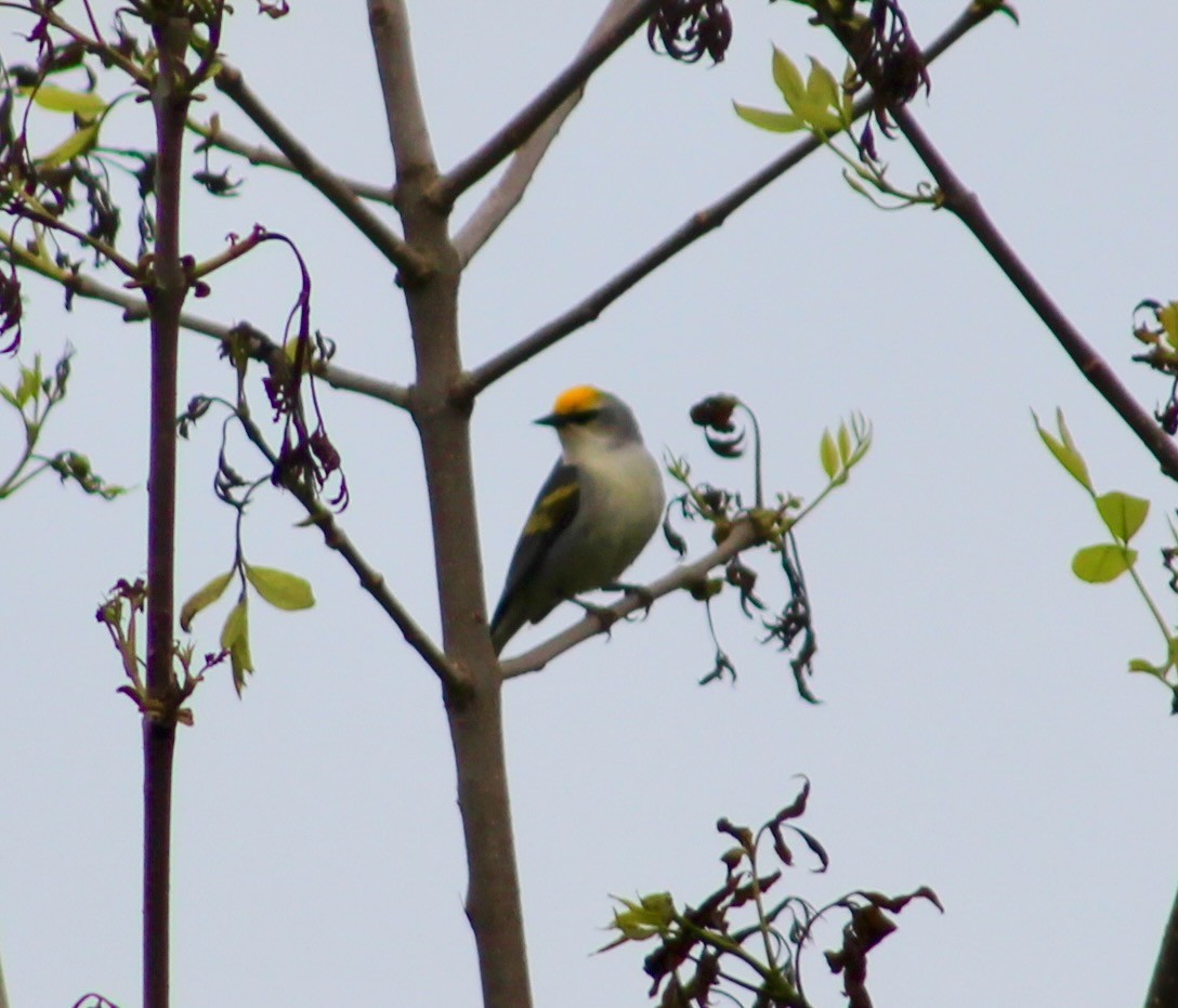 Goldflügel- x Blauflügel-Waldsänger (F1-Hybrid) - ML575124691