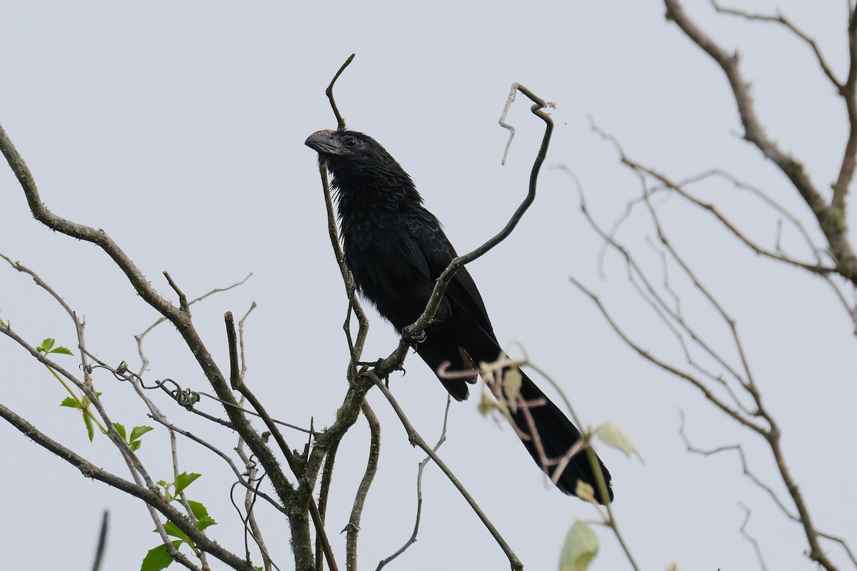 Groove-billed Ani - ML575124751