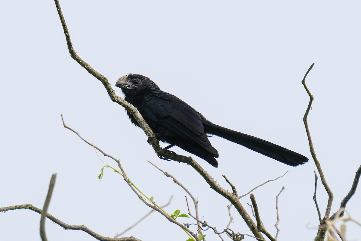 Groove-billed Ani - James Smithers