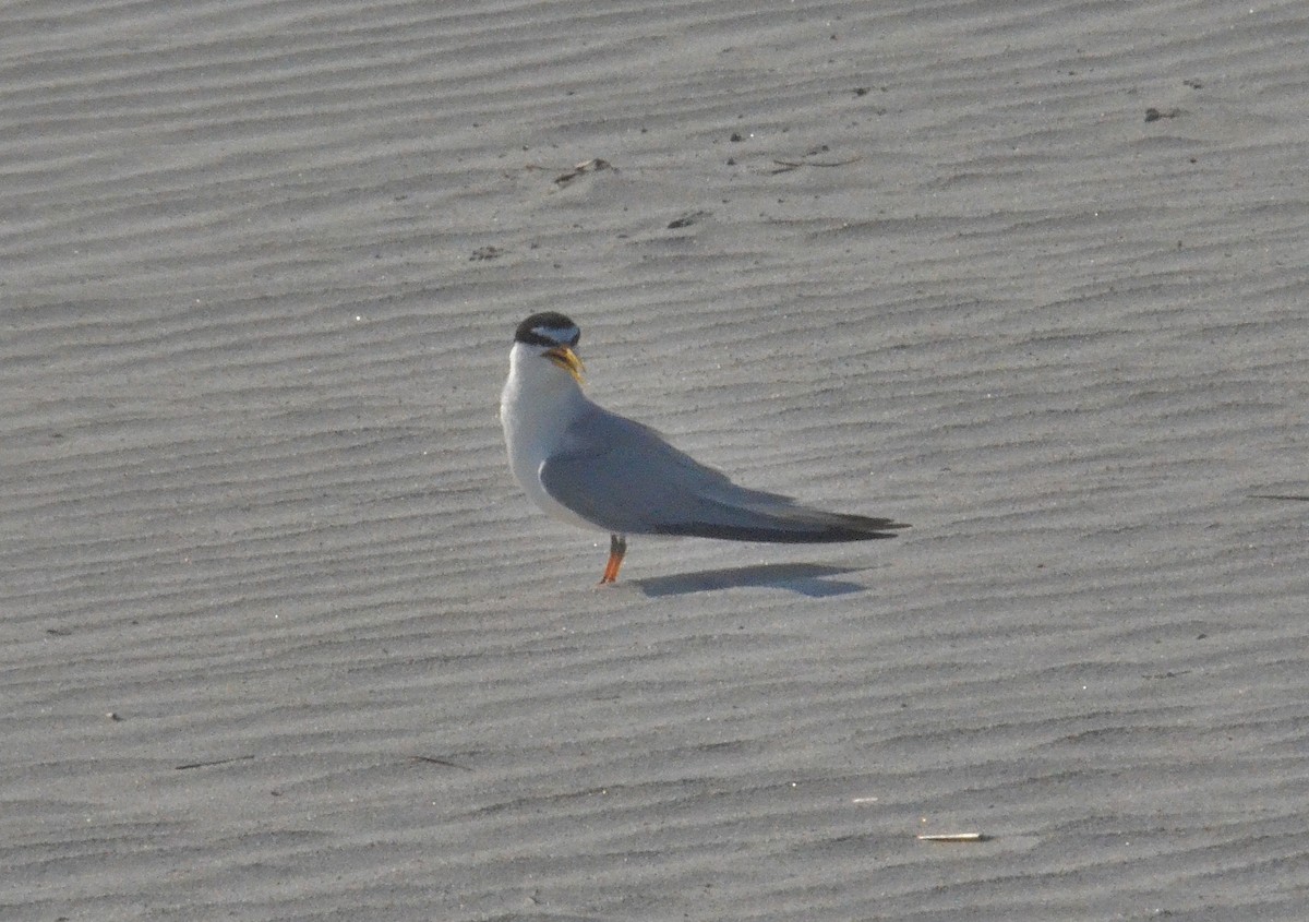 Least Tern - Old Sam Peabody