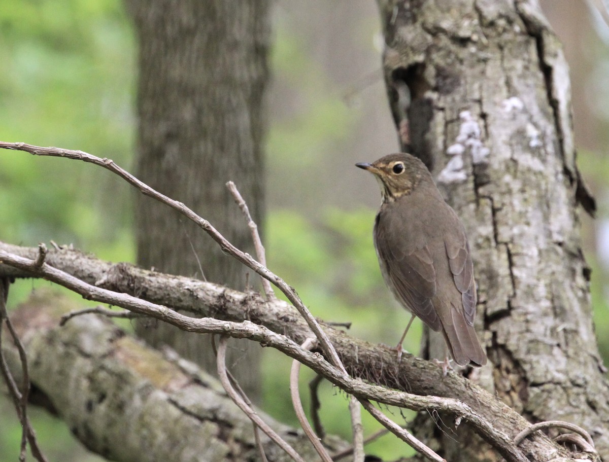 Swainson's Thrush - ML575127121