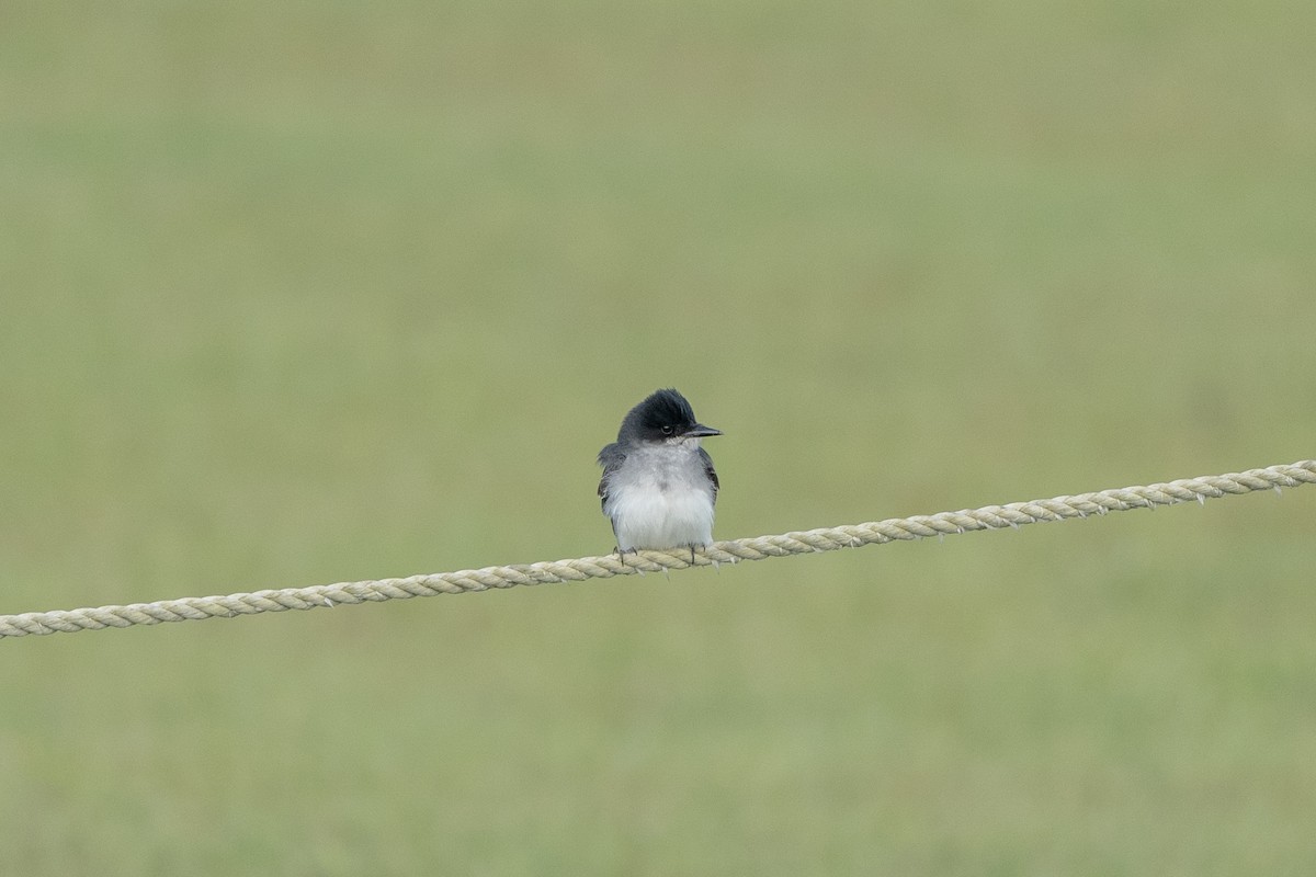 tyran obecný - ML575127431