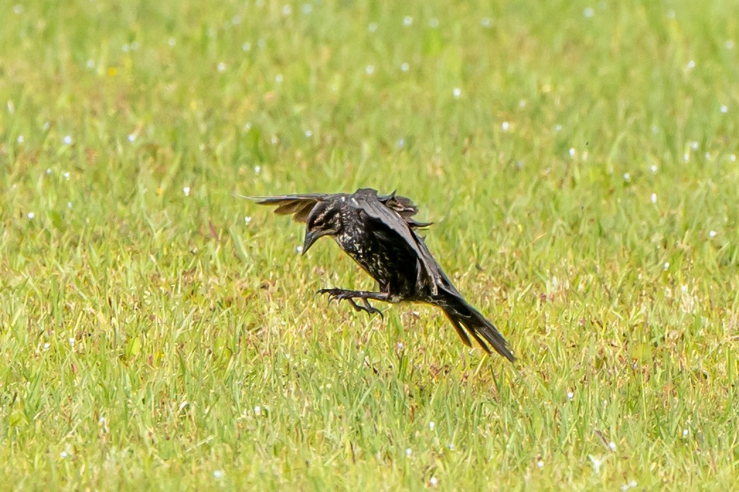 špaček obecný - ML575127501