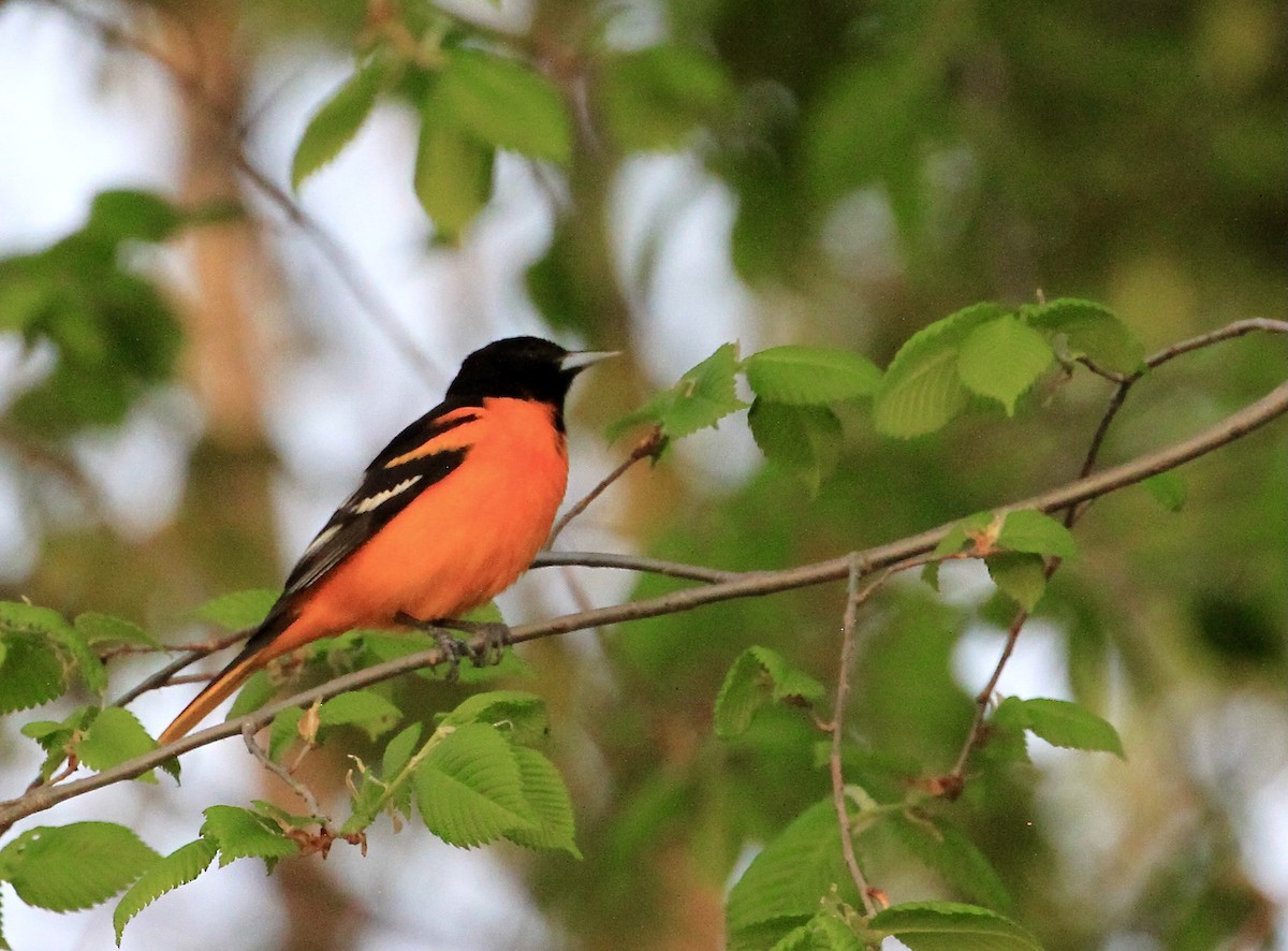 Baltimore Oriole - ML575127781