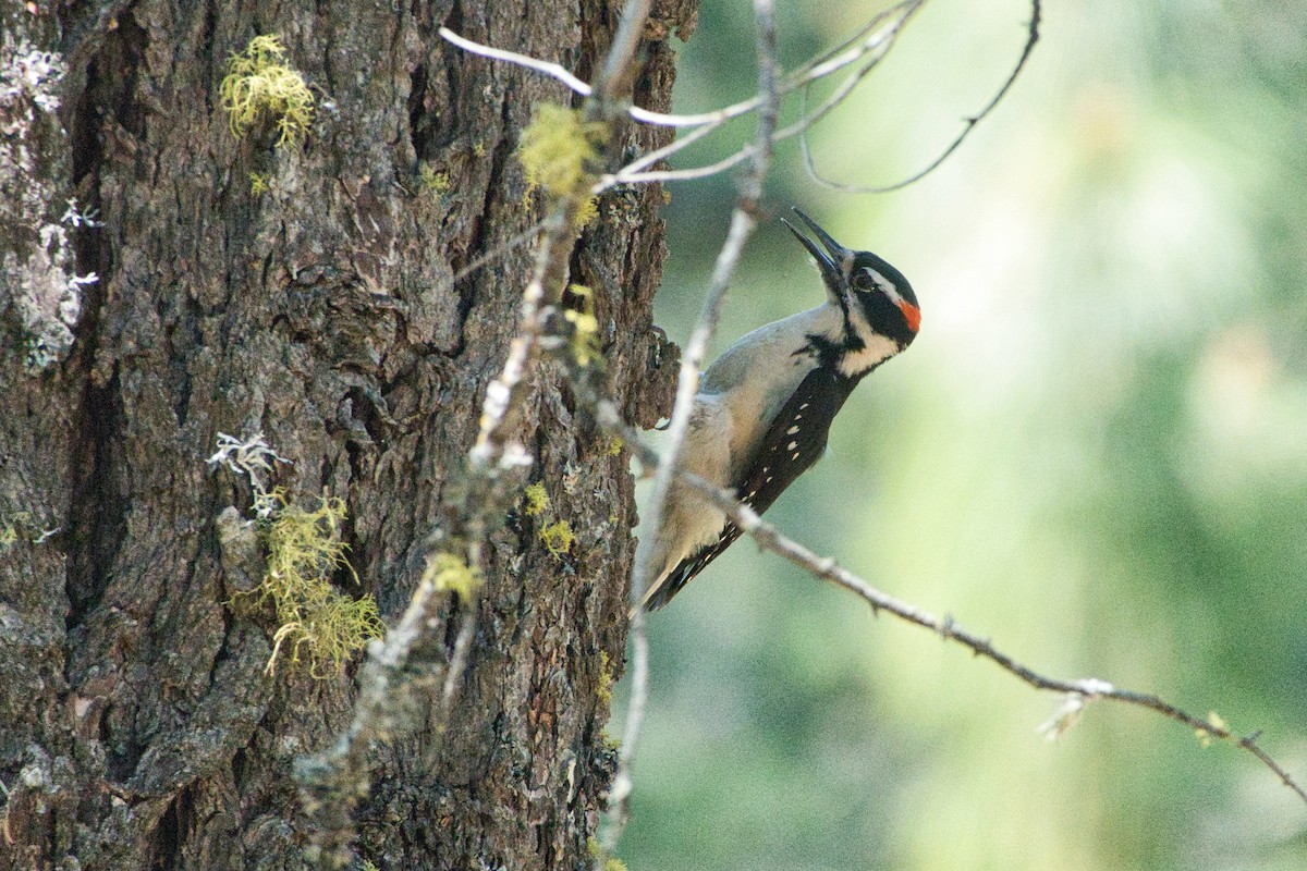 Hairy Woodpecker - Shasta Birding Society