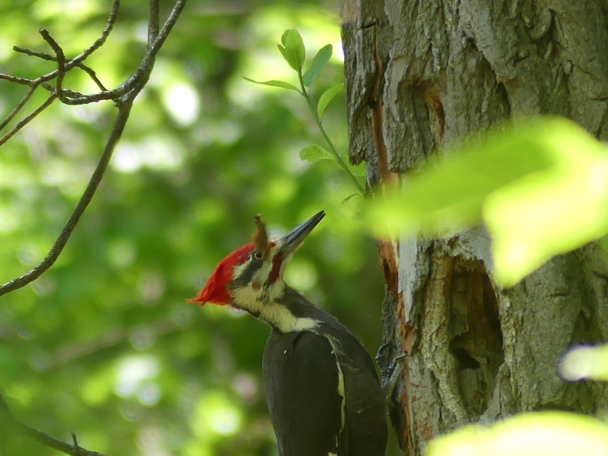 Pileated Woodpecker - Lisa Potash