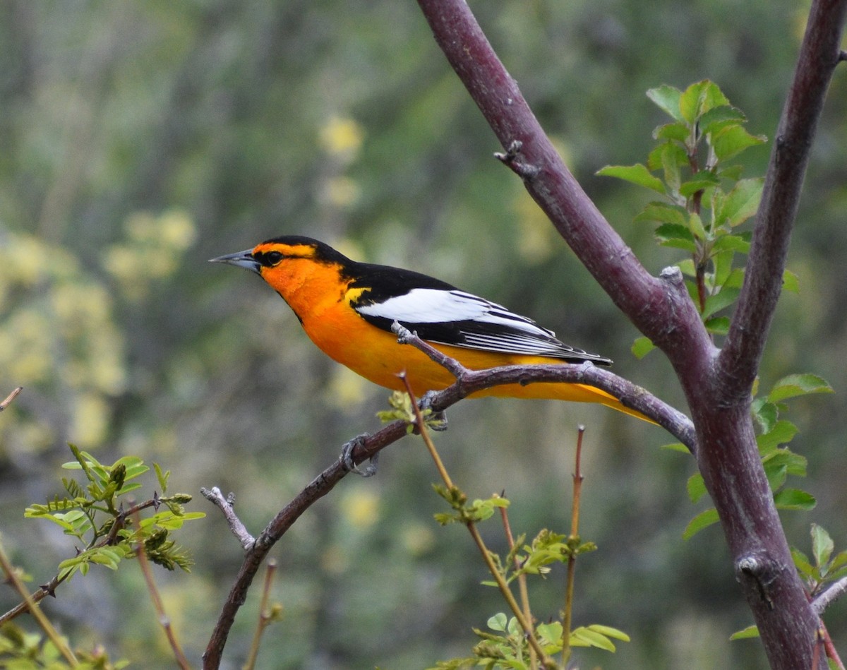 Bullock's Oriole - ML575128631