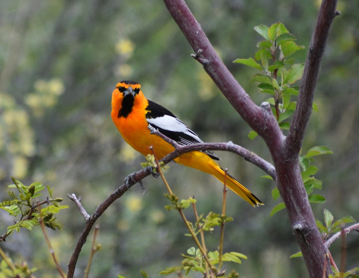 Bullock's Oriole - ML575128641
