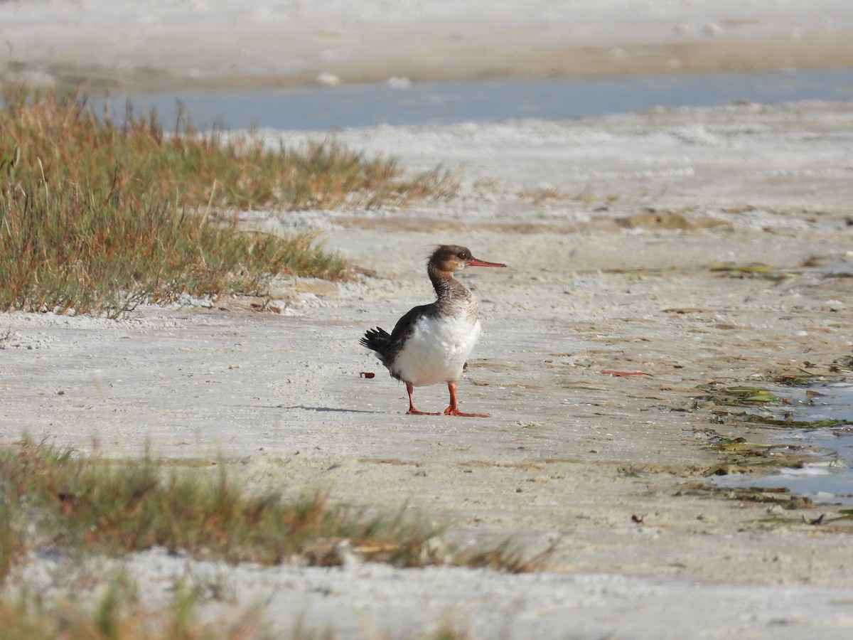 Red-breasted Merganser - ML575128681