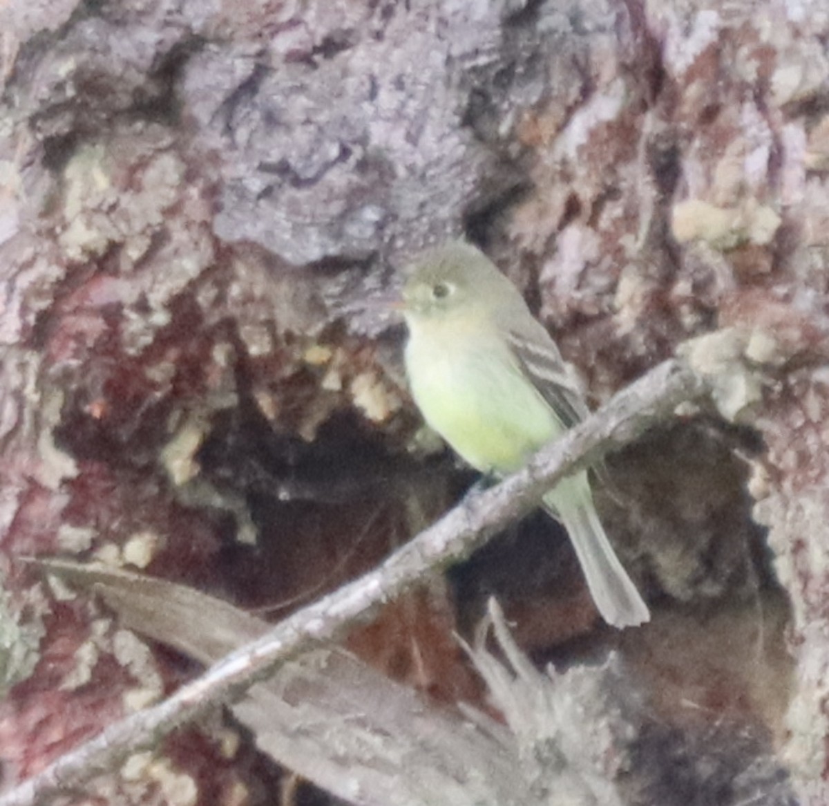 Western Flycatcher (Pacific-slope) - ML575128781