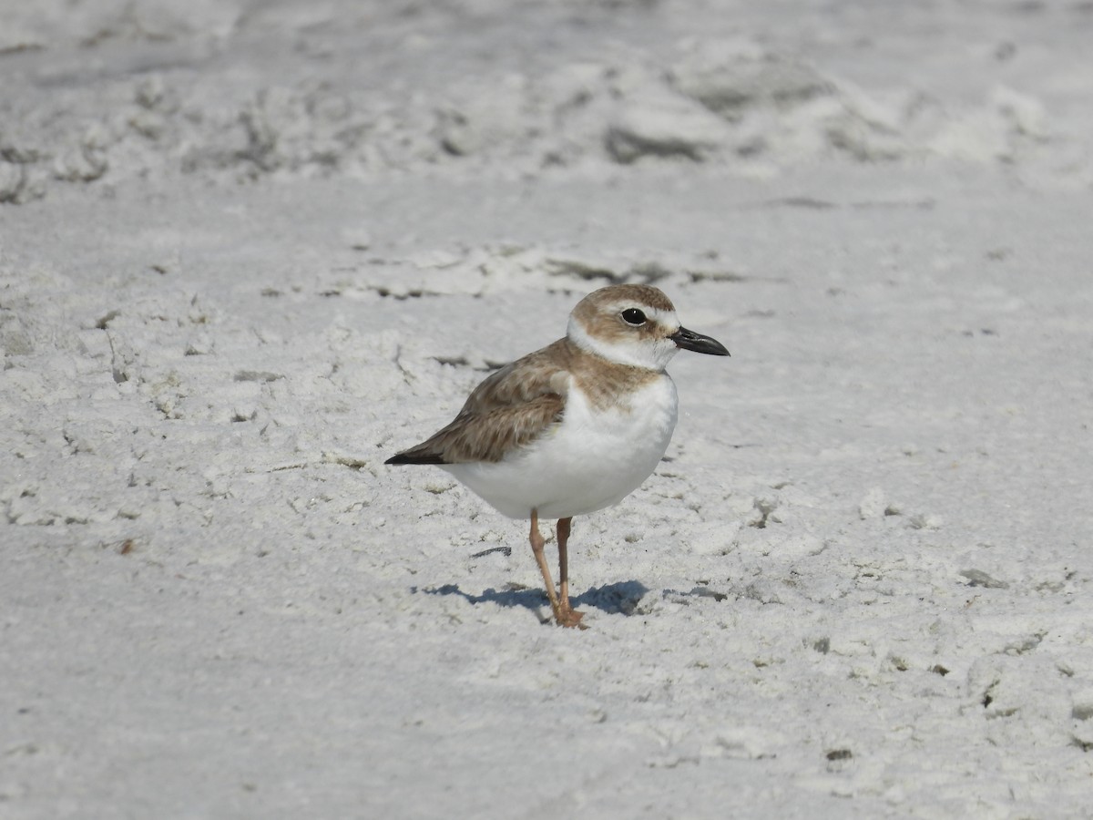 Wilson's Plover - ML575129691