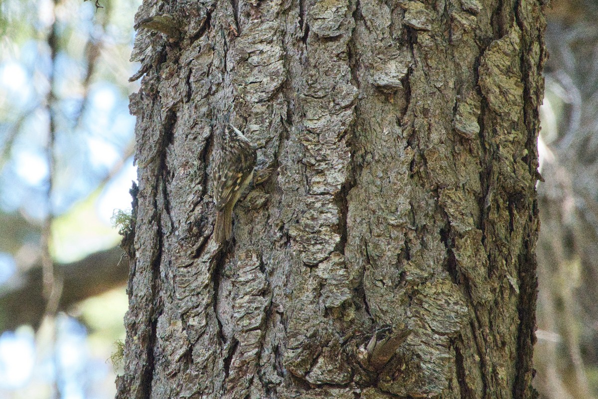 Brown Creeper - Shasta Birding Society