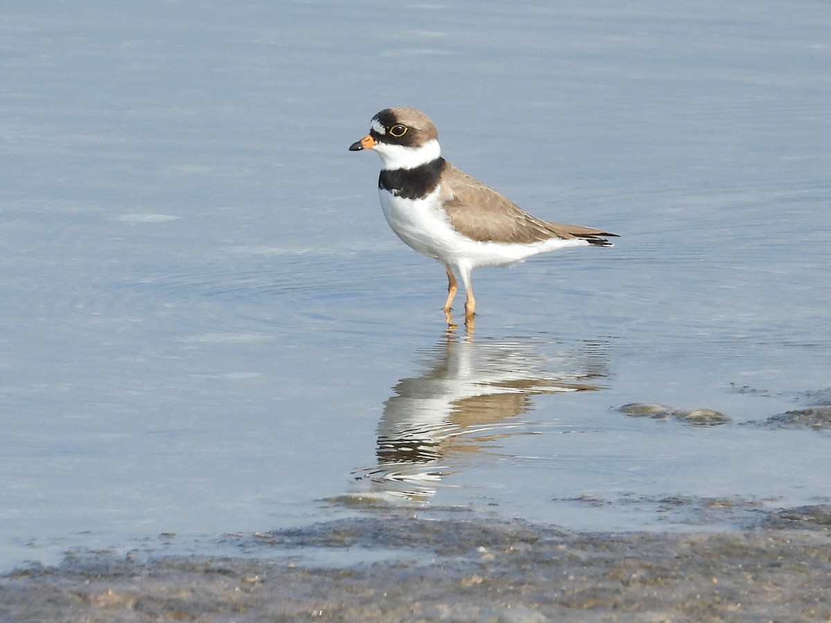 Semipalmated Plover - ML575130201