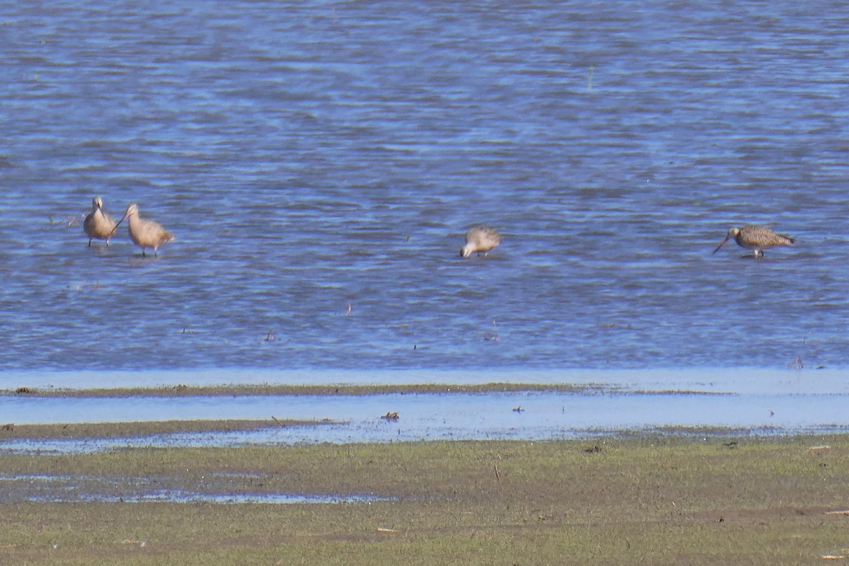 Marbled Godwit - K K