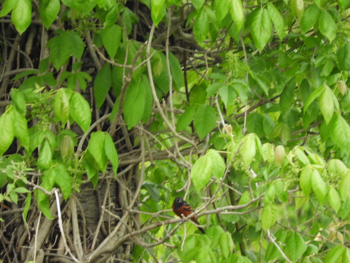 Orchard Oriole - ML575131081