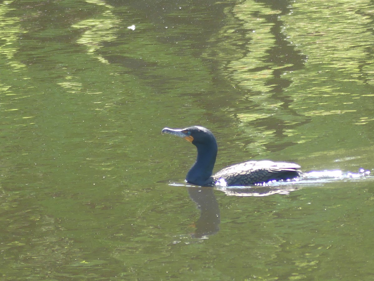 Double-crested Cormorant - ML575131091