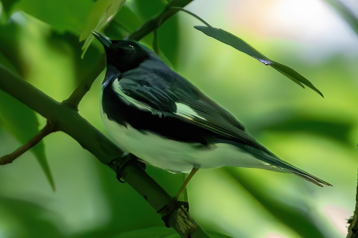 Black-throated Blue Warbler - ML575131131