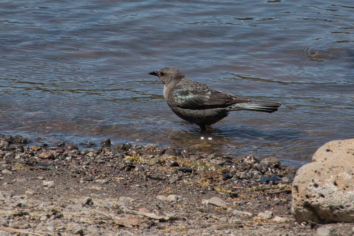 Brewer's Blackbird - Shasta Birding Society