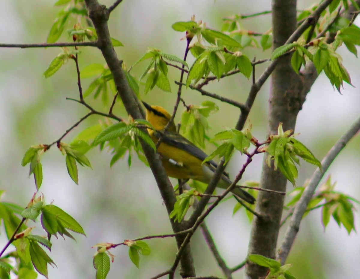 Blauflügel-Waldsänger - ML575131461