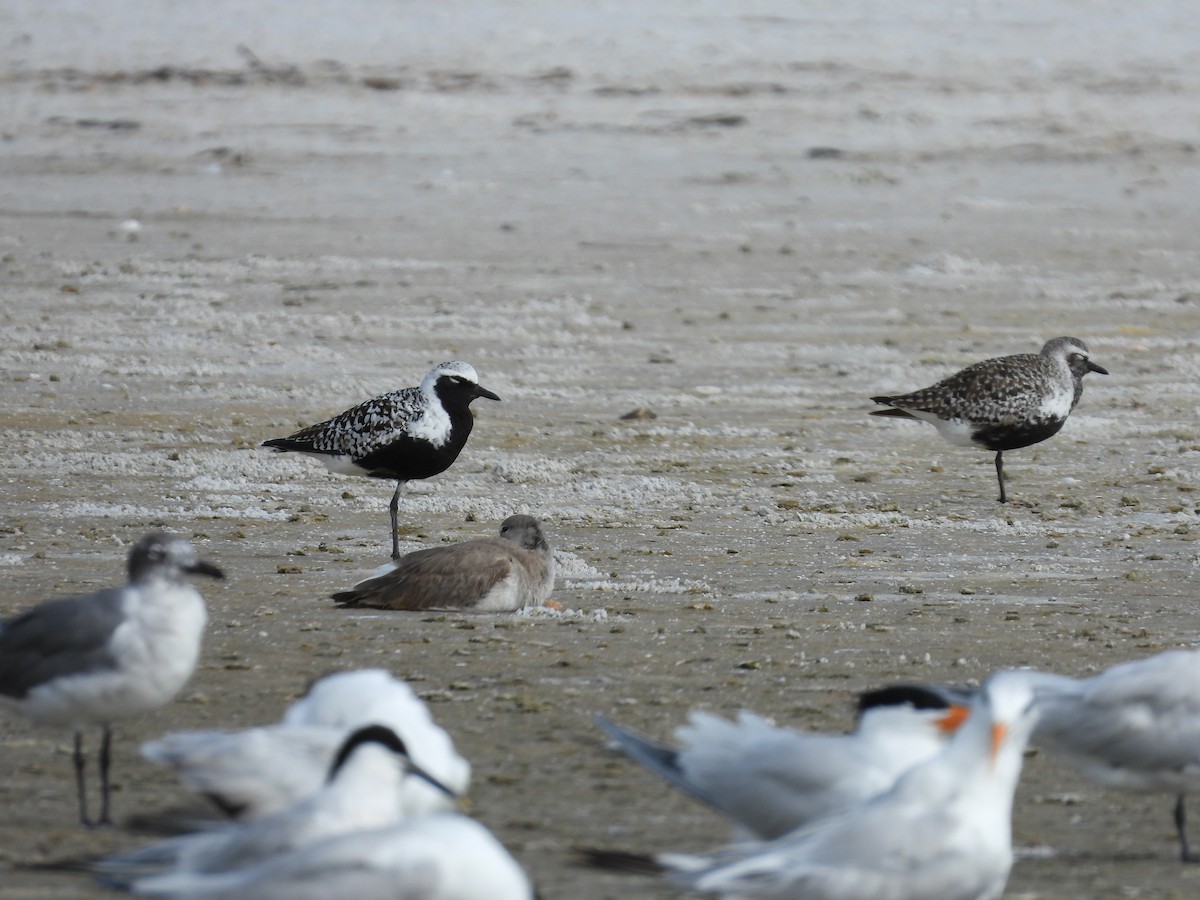 Black-bellied Plover - ML575131531