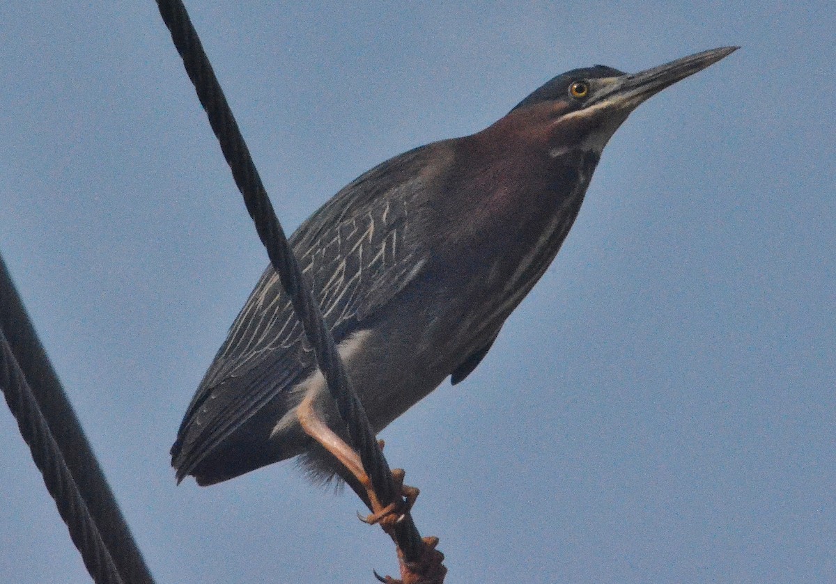 Green Heron - ML57513171