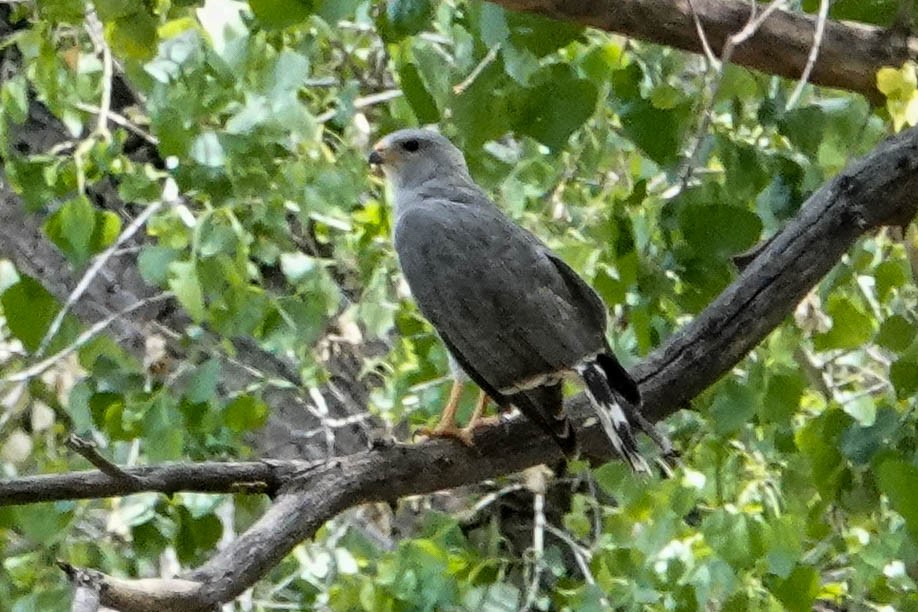 Gray Hawk - ML575132401