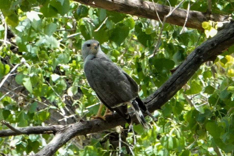 Gray Hawk - ML575132431