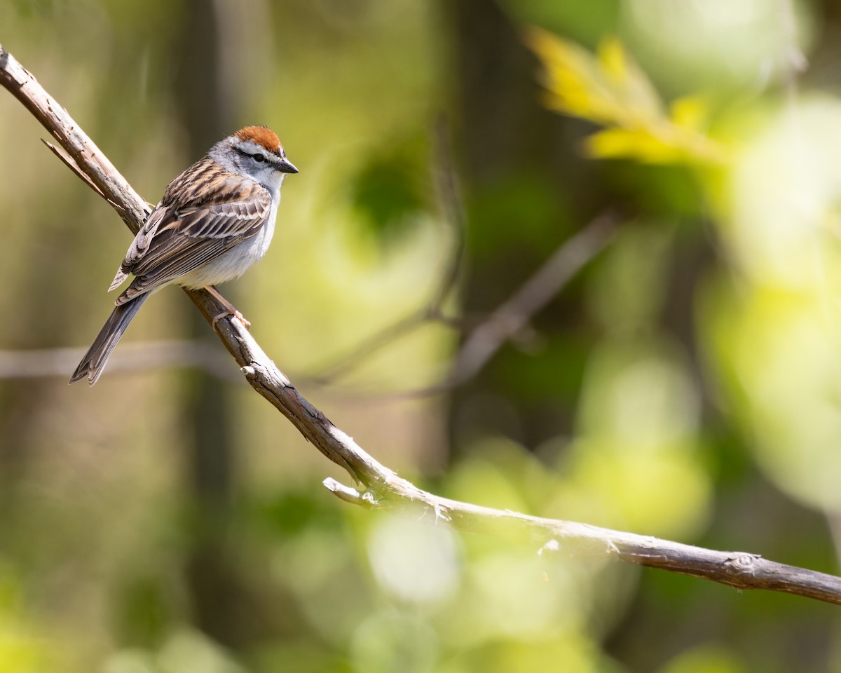 Chipping Sparrow - ML575134081