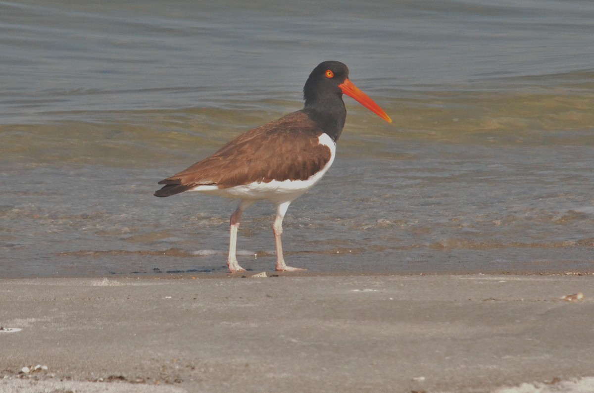 American Oystercatcher - Old Sam Peabody