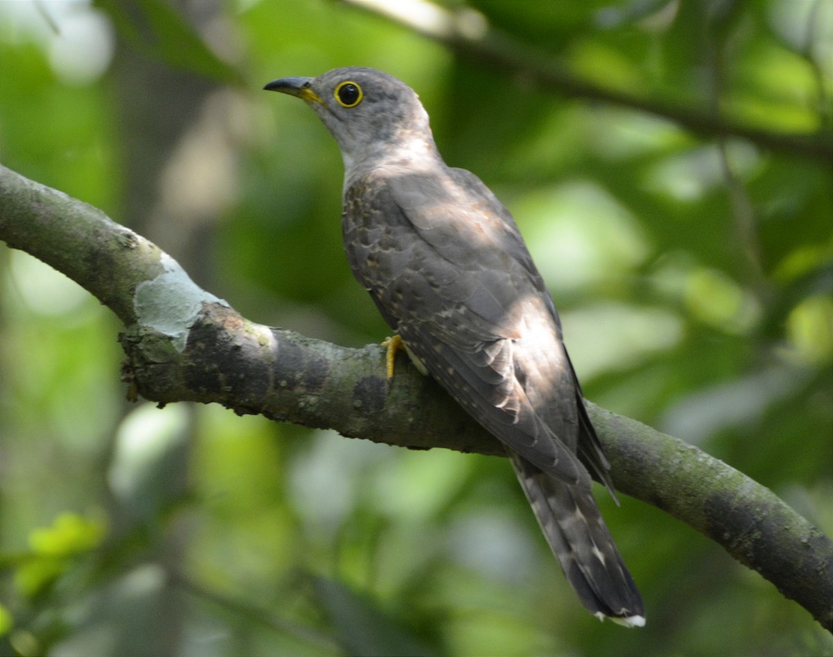 Indian Cuckoo - SWARUP SAHA