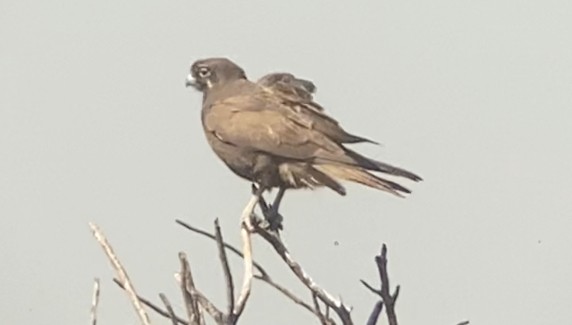 Brown Falcon - ML575134871