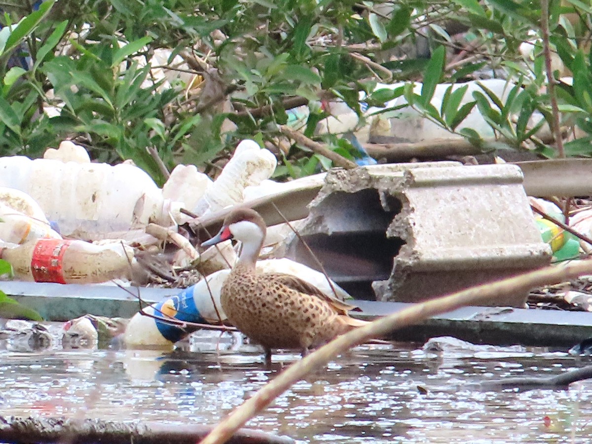 White-cheeked Pintail - Augusto Rivera