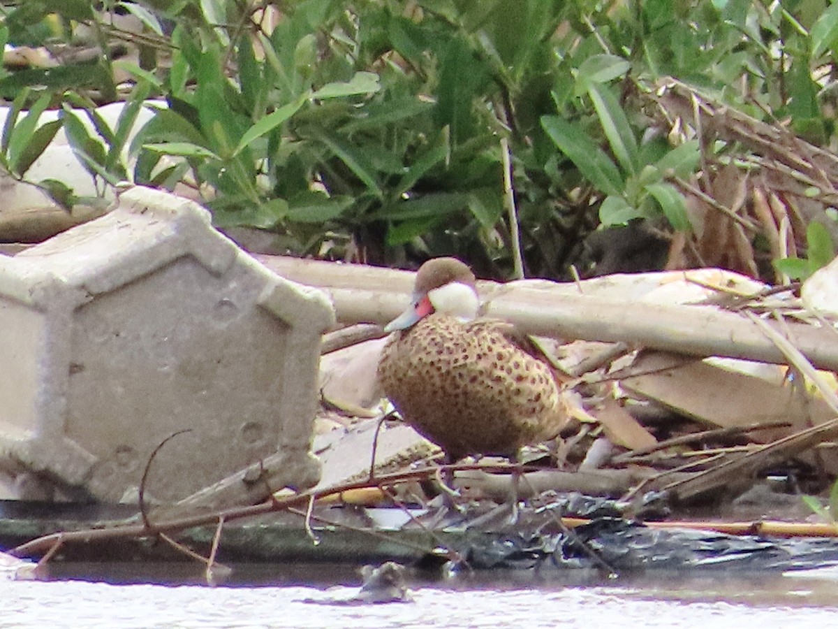 White-cheeked Pintail - Augusto Rivera