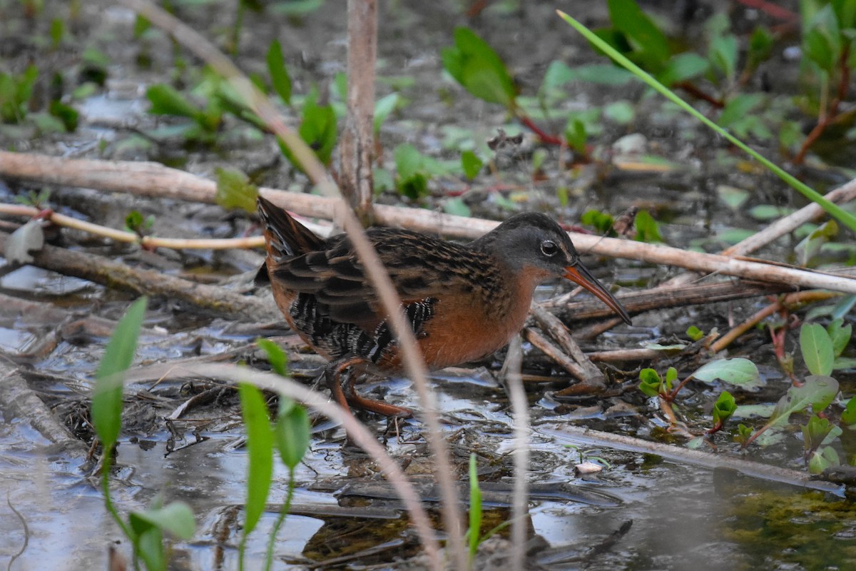 Virginia Rail - Alison Stokes