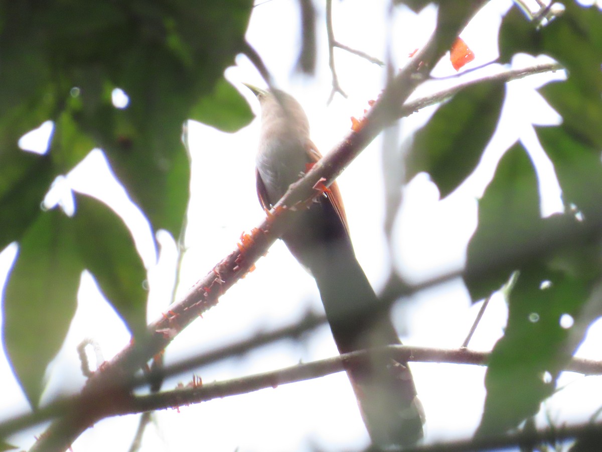 Squirrel Cuckoo - ML575135751