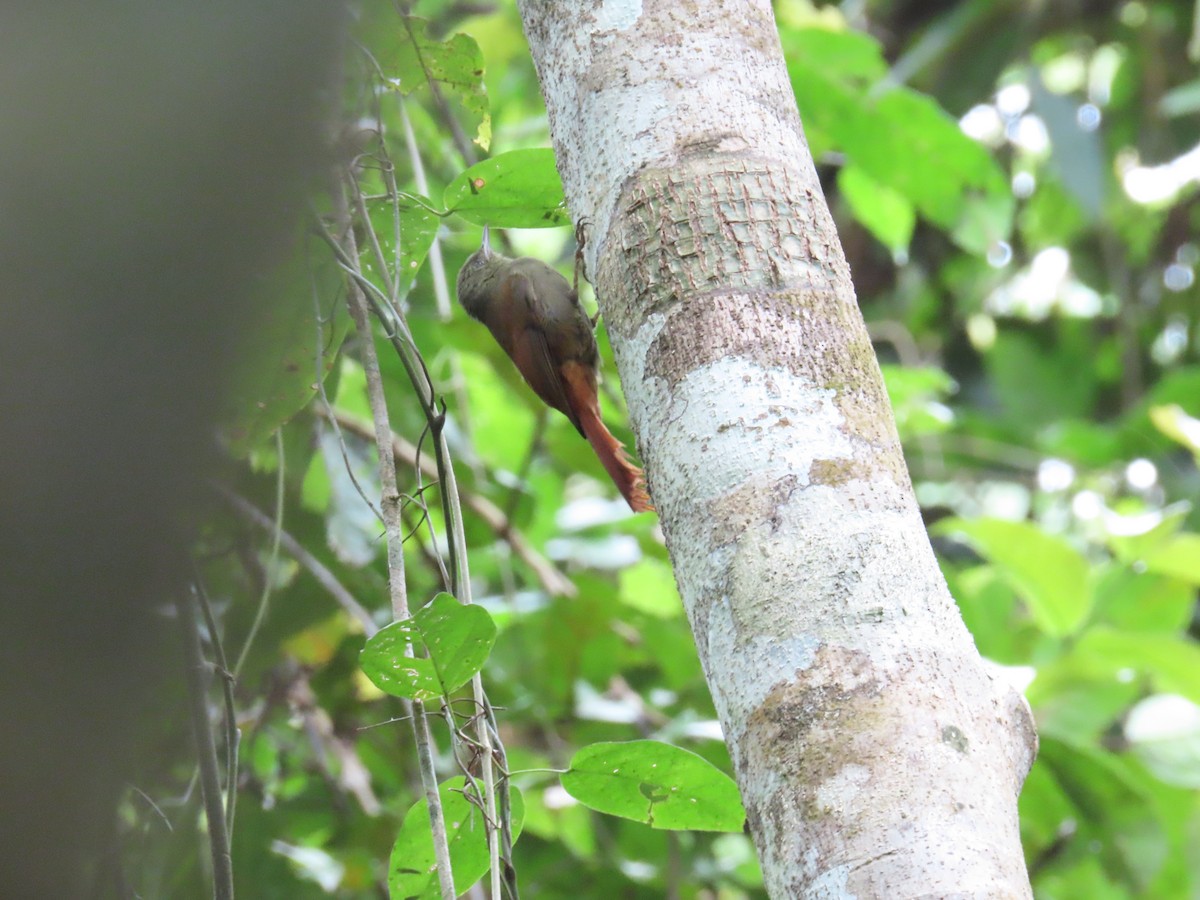 Olivaceous Woodcreeper - ML575135961