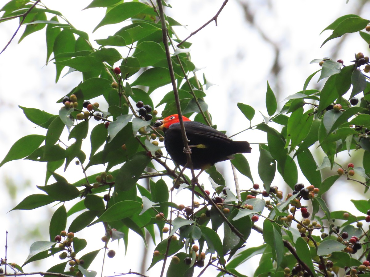 Red-capped Manakin - ML575136091