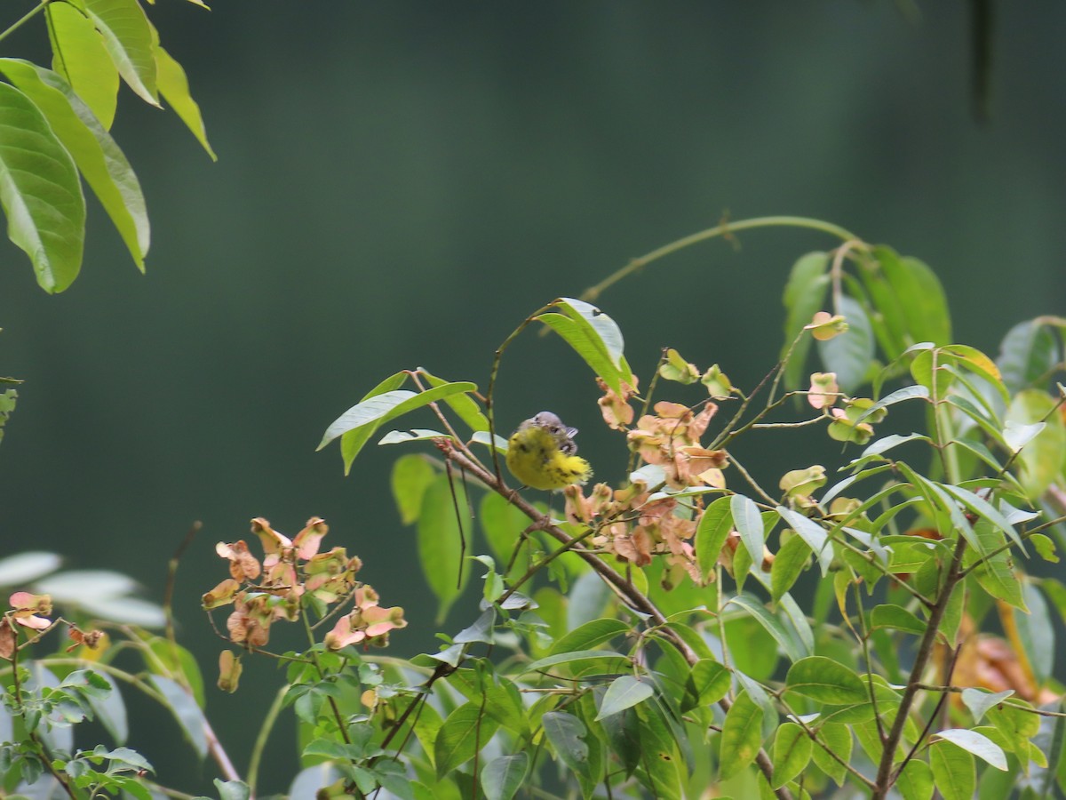 Magnolia Warbler - ML575136661